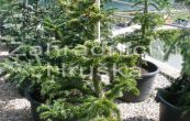 jedle vzneen - Abies procera