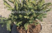 smrk ztepil Nidiformis - Picea abies Nidiformis