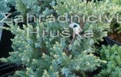 jalovec upinat Dream Joy - Juniperus squamata Dream Joy