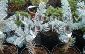 smrk pichlav Hoopsii - Picea pungens Hoopsii