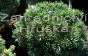 borovice kle Greene Welle - Pinus mugo Greene Welle