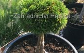 borovice blokor Schmidtii - Pinus leucodermis Schmidtii