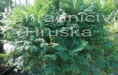 zerav zpadn Woodwardii - Thuja occidentalis Woodwardii