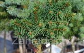 smrk ztepil Saa (na kmnku) - Picea abies Saa (na kmnku)