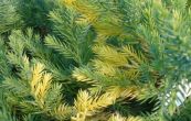 jalovec nsk Expansa Aureospica - Juniperus chinensis Expansa Aureospica