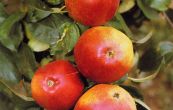 jablo domc Matino - Malus domestica Matino