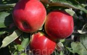 jablo domc Redcats - Malus domestica Redcats