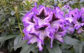 Pnink Blue Peter - Rhododendron Blue Peter