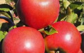 jablo domc Rajka - Malus domestica Rajka