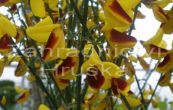 ilimnk Firefly - Cytisus Firefly