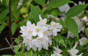 trojpuk - Deutzia  kalmiiflora