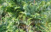 jilm Jacqueline Hillier - Ulmus  elegantissima Jacqueline Hillier