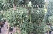 cypiek Lawsonv Columnaris - Chamaecyparis lawsoniana Columnaris