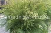cypiek Lawsonv Mini Globus - Chamaecyparis lawsoniana Mini Globus