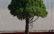 smrk sivý Conica (na kmínku) - Picea glauca Conica (na kmínku)
