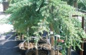 jalovec obecn Green Mantle - Juniperus communis Green Mantle