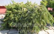 smrk ztepil Formnek - Picea abies Formnek