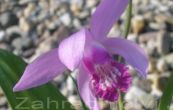 Bletilla striata