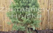 smrk siv Pyramidalis Compacta - Picea glauca Pyramidalis Compacta