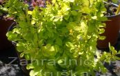 dil Thunbergv Maria - Berberis thunbergii Maria
