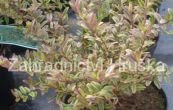 zimolez leskl Lemon Beauty - Lonicera nitida Lemon Beauty