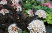 tavola kalinolist Red Baron - Physocarpus opulifolius Red Baron