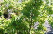 jilm Jacqueline Hillier - Ulmus  elegantissima Jacqueline Hillier