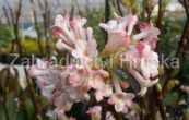 kalina Charles Lamont - Viburnum  bodnantense Charles Lamont