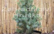 smrk siv Sander's Blue - Picea glauca Sander's Blue
