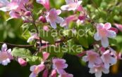 kolkwitzie krásná - Kolkwitzia amabilis