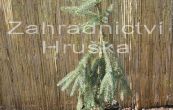 smrk ztepil Inversa Pendula - Picea abies Inversa Pendula