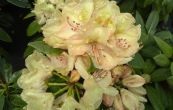 Pnink Belkanto - Rhododendron Belkanto