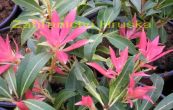 pieris japonsk Debutante - Pieris japonica Debutante