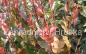 blskalka Fraserova Little Red Robin - Photinia  fraseri Little Red Robin