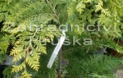 cypiek Lawsonv Golden Wonder - Chamaecyparis lawsoniana Golden Wonder