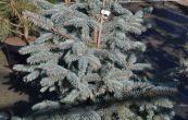 smrk pichlav - Picea pungens