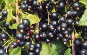 rybz ern Favorit - Ribes nigrum Favorit