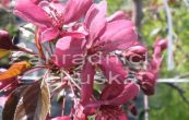 jablo Royality - Malus Royality