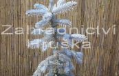 smrk pichlav Hoopsii - Picea pungens Hoopsii