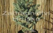 smrk pichlav Retroflexa - Picea pungens Retroflexa