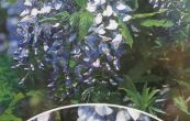 wistárie čínská Prolific - Wisteria sinensis Prolific