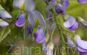 vistrie kvtnat Domino - Wisteria floribunda Domino