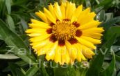 krsnooko - Coreopsis