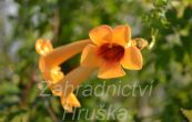 kivou koenujc Judy - Campsis radicans Judy