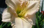 denivka Barbara Mitchell - Hemerocallis Barbara Mitchell
