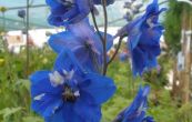 straka Blue Bird - Delphinium Blue Bird