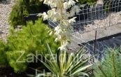 juka vlknit Color Quard - Yucca filamentosa Color Quard