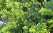 tis erven Summergold - Taxus baccata Summergold