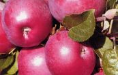 jablo domc Spartan - Malus domestica Spartan