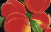 broskvo obecn Favorita Morettini - Prunus persica Favorita Morettini